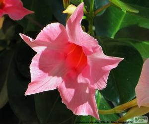 Puzzle Dipladenia ροζ λουλούδι